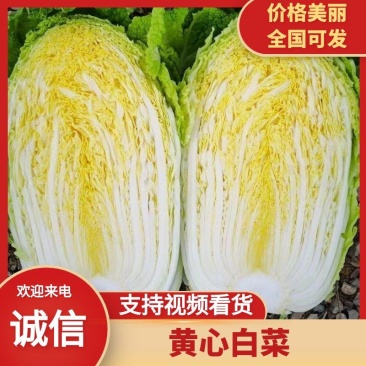 【精品白菜】黄心大白菜山东蔬菜基地产地直发