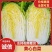 【精品白菜】黄心大白菜山东蔬菜基地产地直发