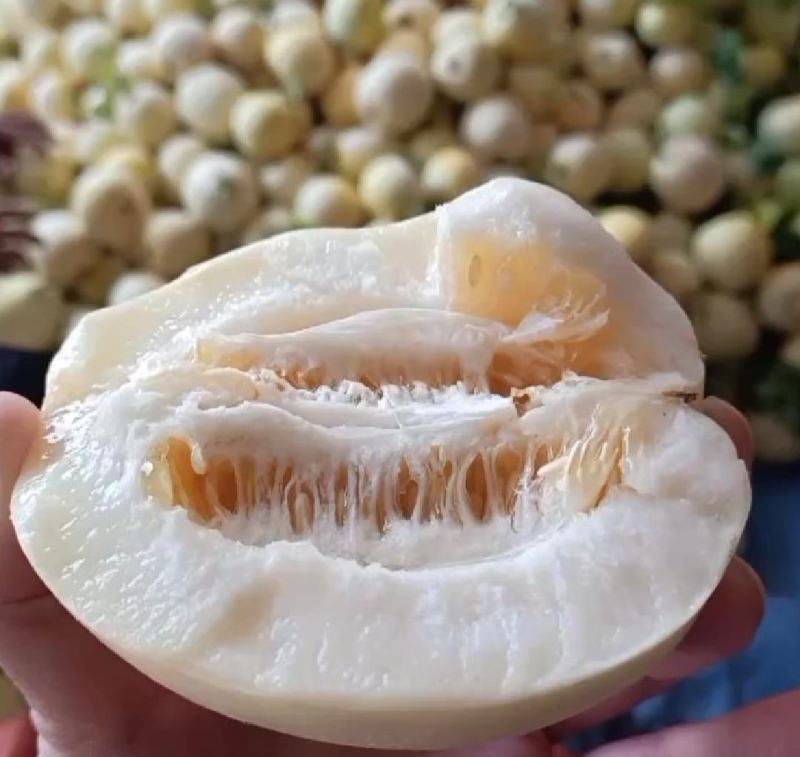 精品小白瓜，安阳产区直发，白玉香瓜大量供应，货源充足。