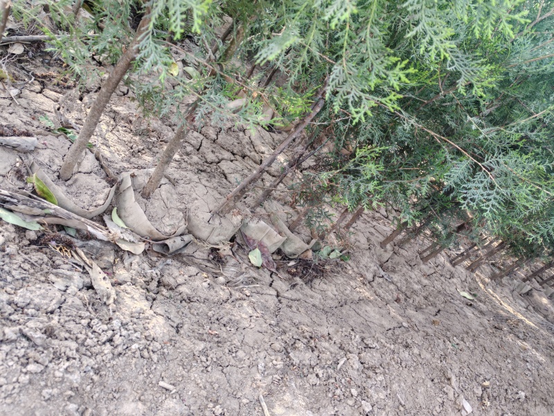 侧柏，21*21无纺布，苗圃直供规格齐全，价格合理全国发