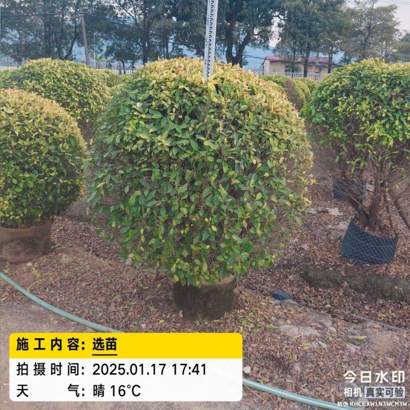 福建黄金榕球基地直发规格齐全大量供应价格优惠