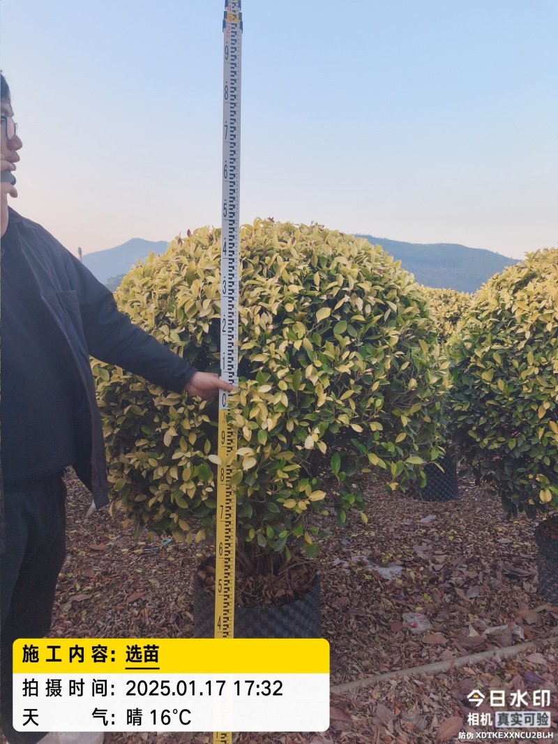 福建黄金榕球基地直发规格齐全大量供应价格优惠