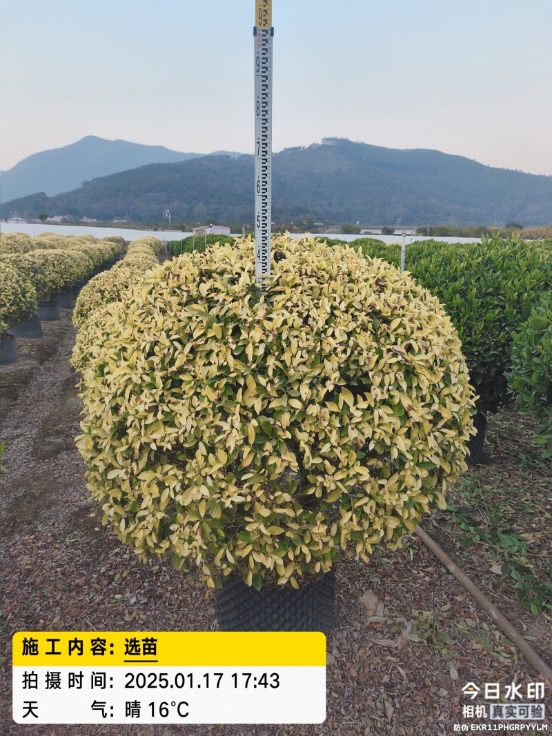 福建黄金榕球基地直发规格齐全大量供应价格优惠