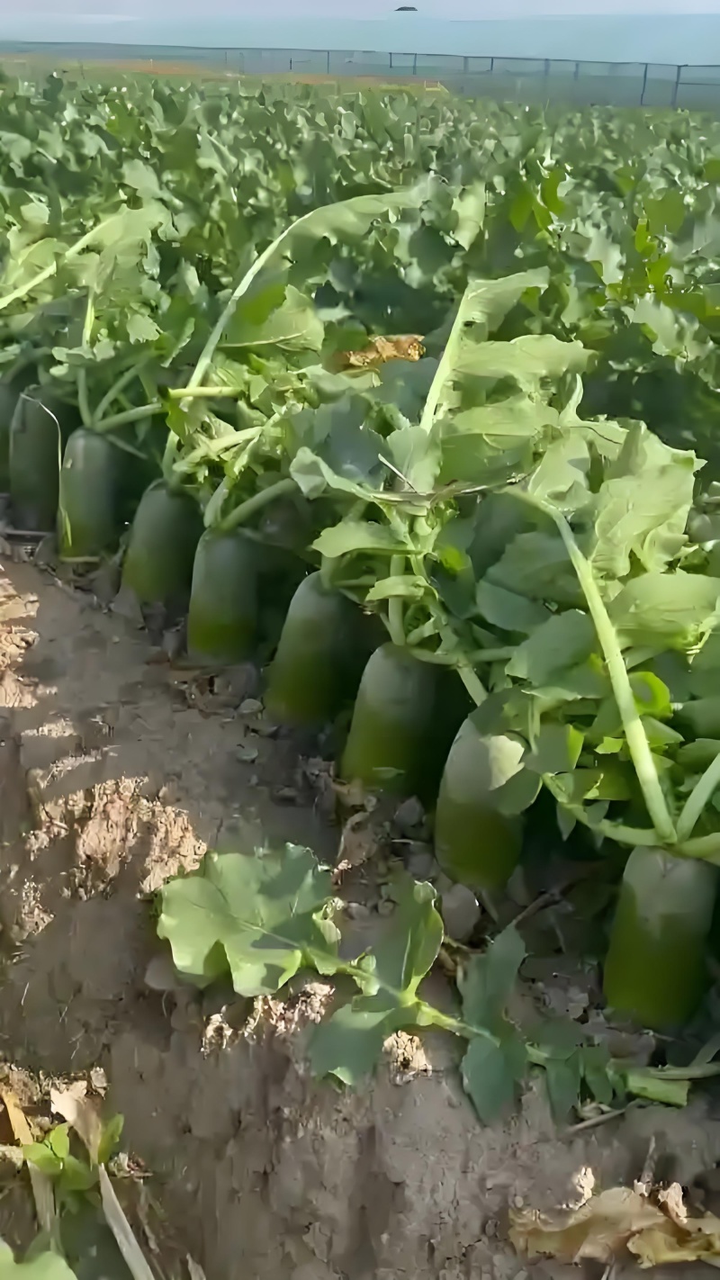 水果萝卜精品萝卜大量上市市场批发电商冰激淋萝卜