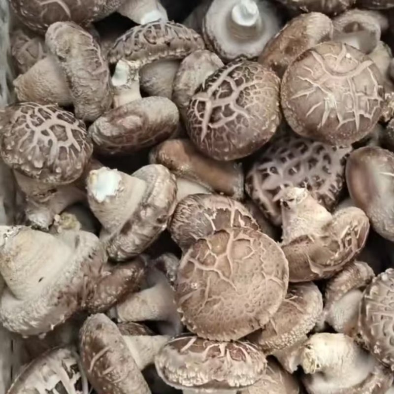 鲜香菇0912香菇一手货源大量有货可视频看货欢迎咨