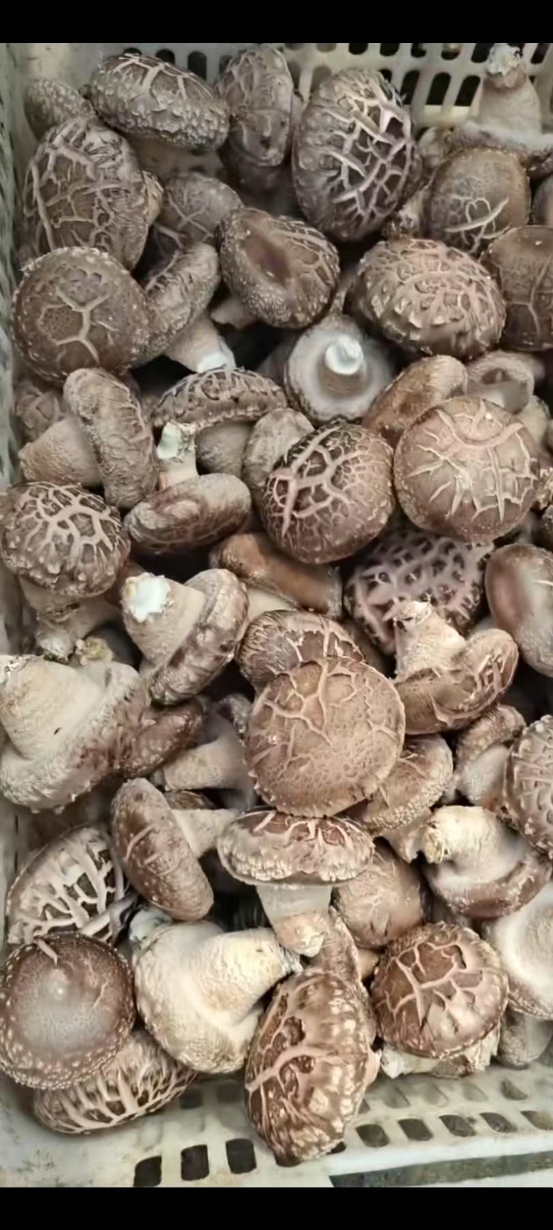 鲜香菇0912香菇一手货源大量有货可视频看货欢迎咨