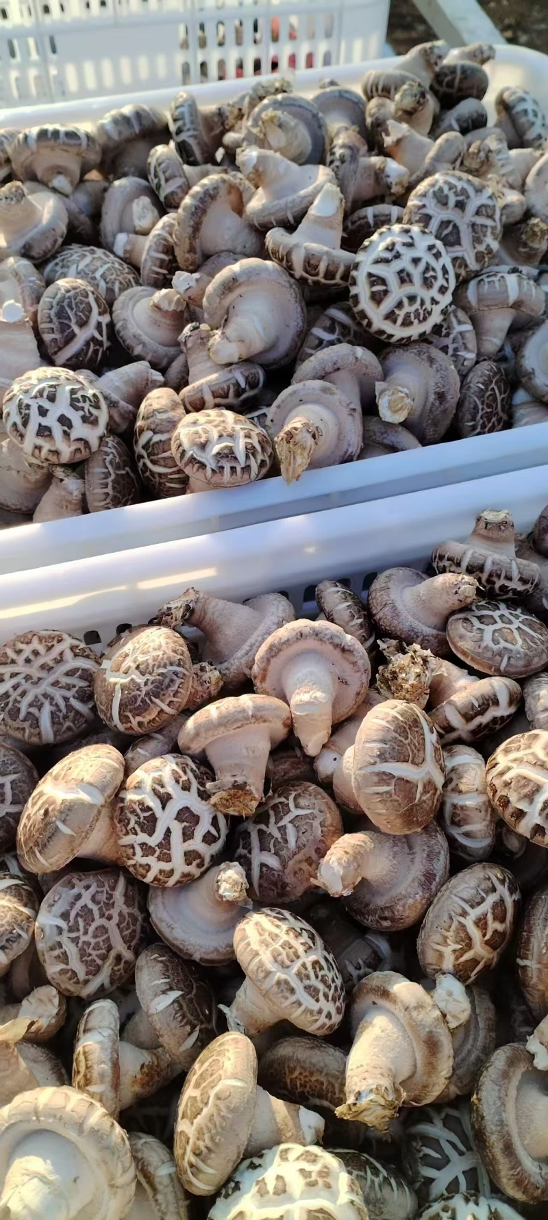 鲜香菇0912香菇一手货源大量有货可视频看货欢迎咨