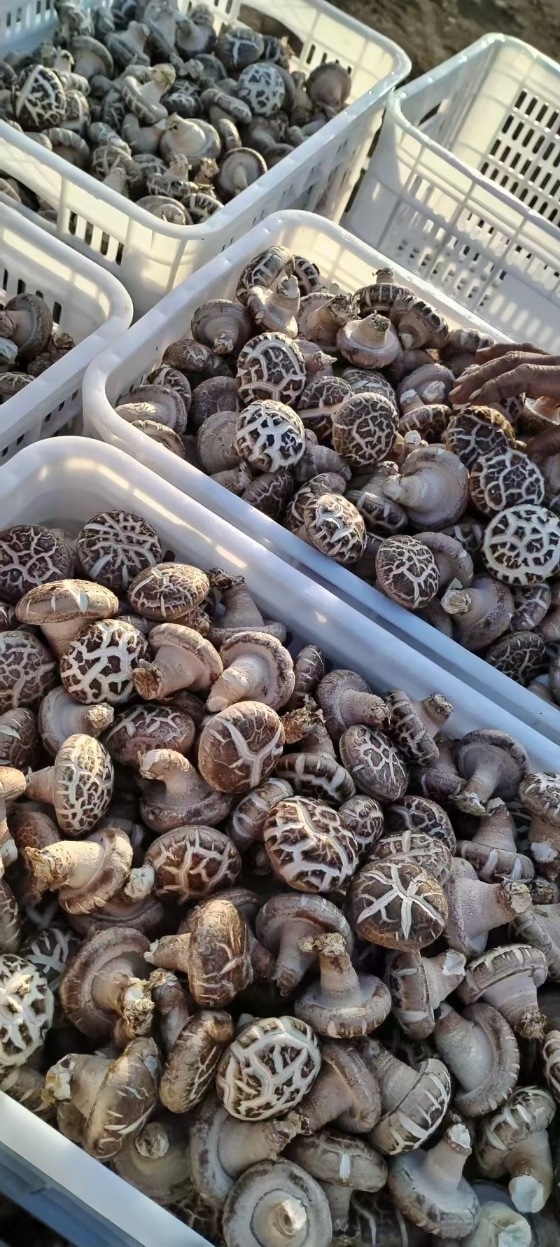 鲜香菇0912香菇一手货源大量有货可视频看货欢迎咨