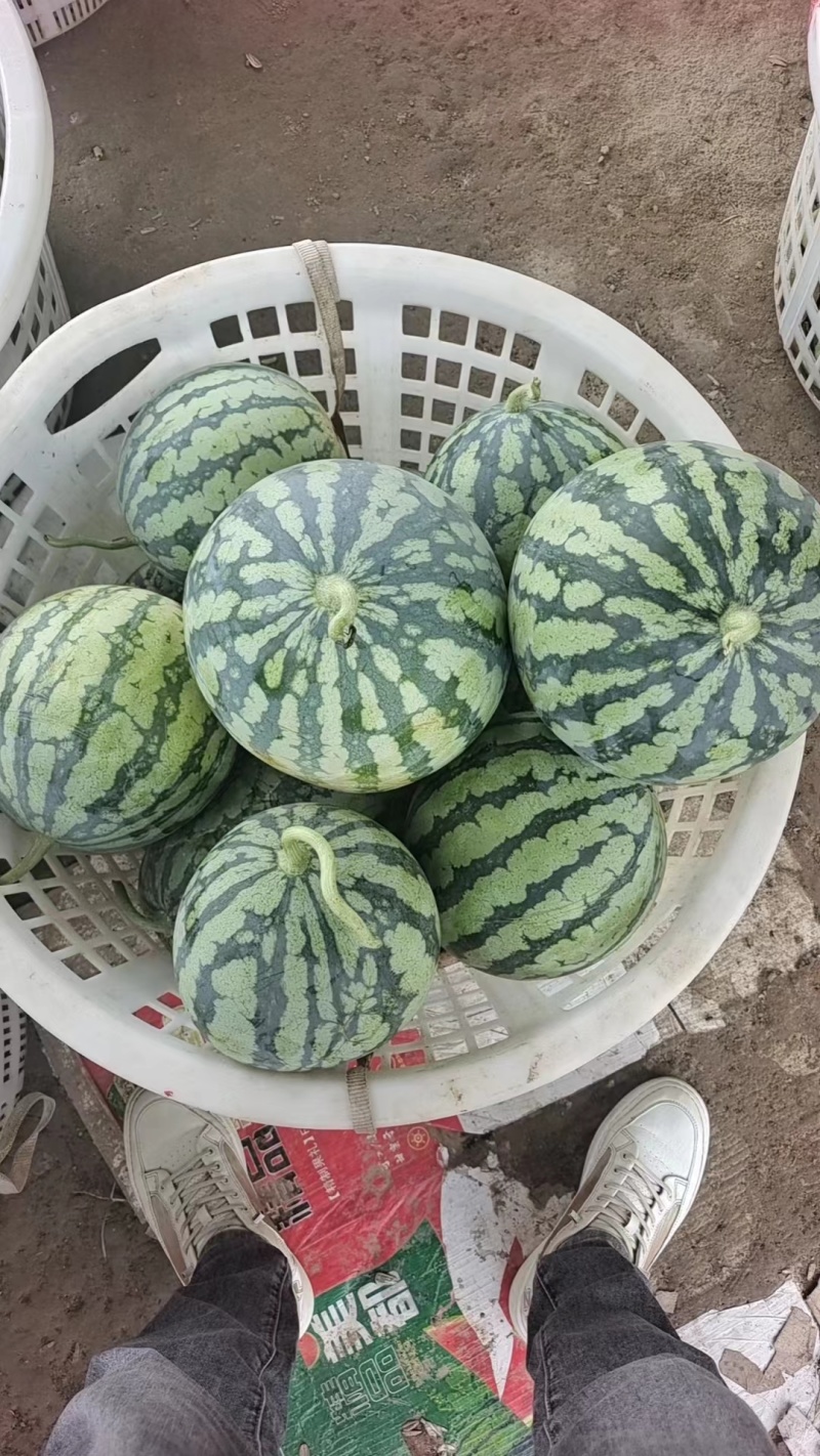 【推荐】四川西瓜/美都西瓜/产地直发/对接商超批发市场