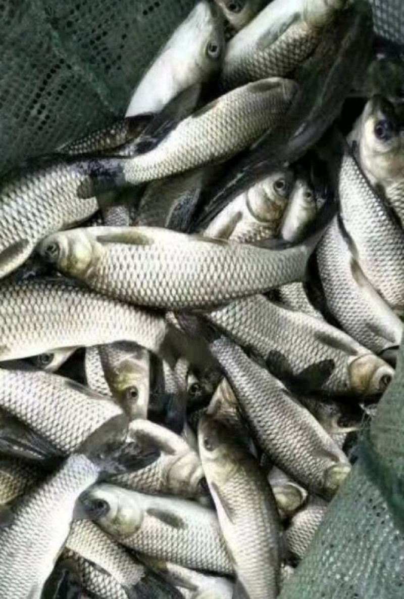 草鱼苗规格齐全自家养殖场提供技术价格美丽品质保证