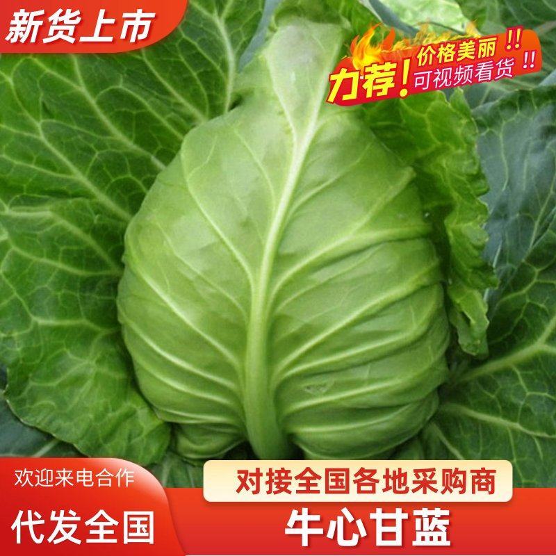 牛心包菜尖包菜牛心甘蓝可视频看货品质保证产地直发