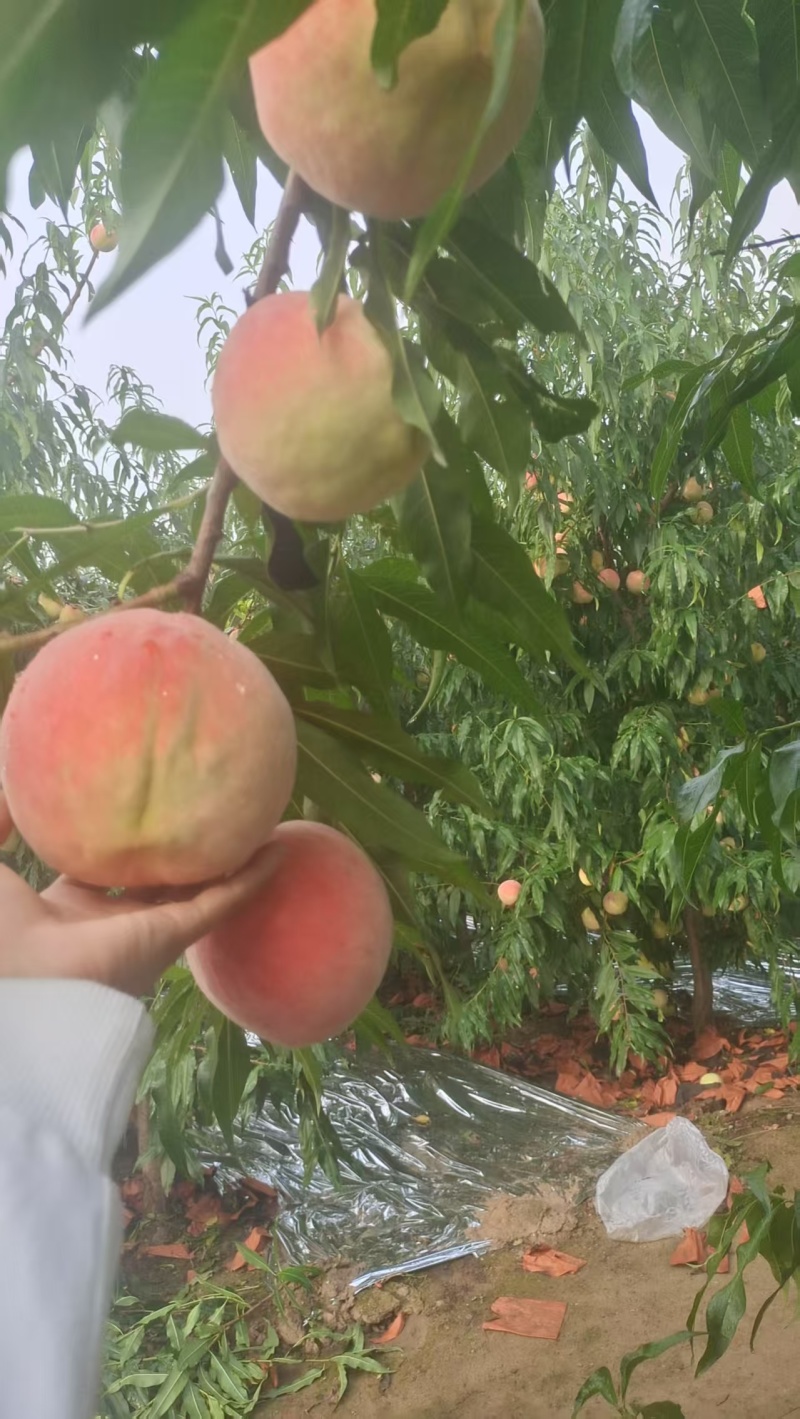 燕特红桃子清脆可口香甜红桃大量有货可视频看货欢迎咨询