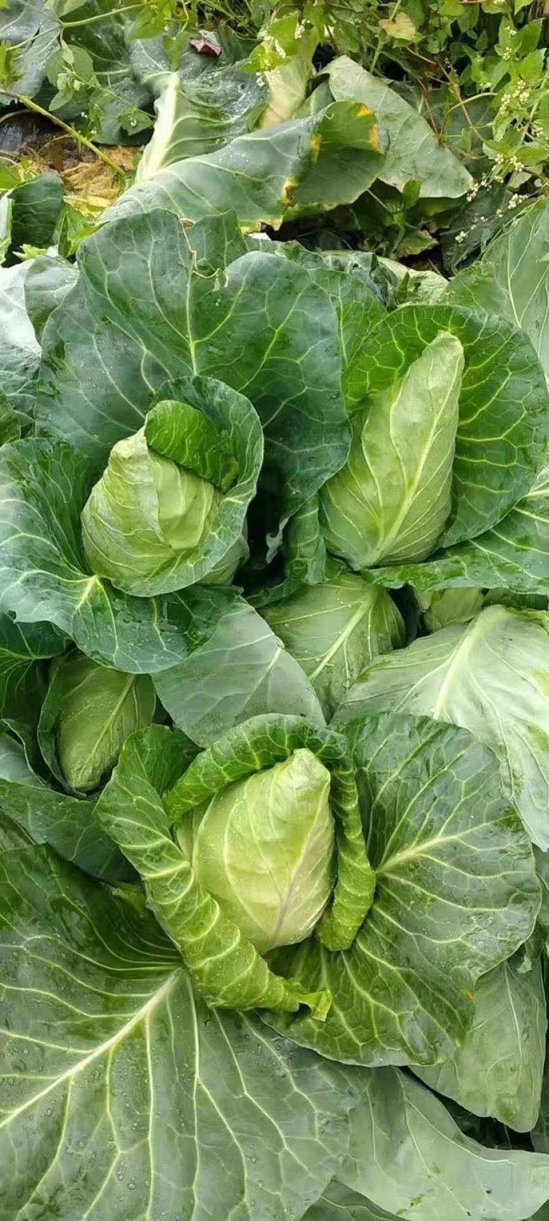 牛心包菜尖包菜牛心甘蓝可视频看货品质保证产地直发