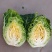 牛心包菜尖包菜牛心甘蓝可视频看货品质保证产地直发