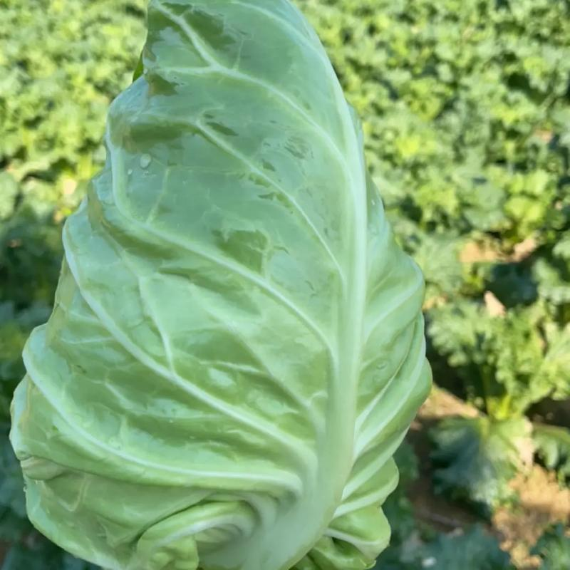 牛心包菜尖包菜牛心甘蓝可视频看货品质保证产地直发