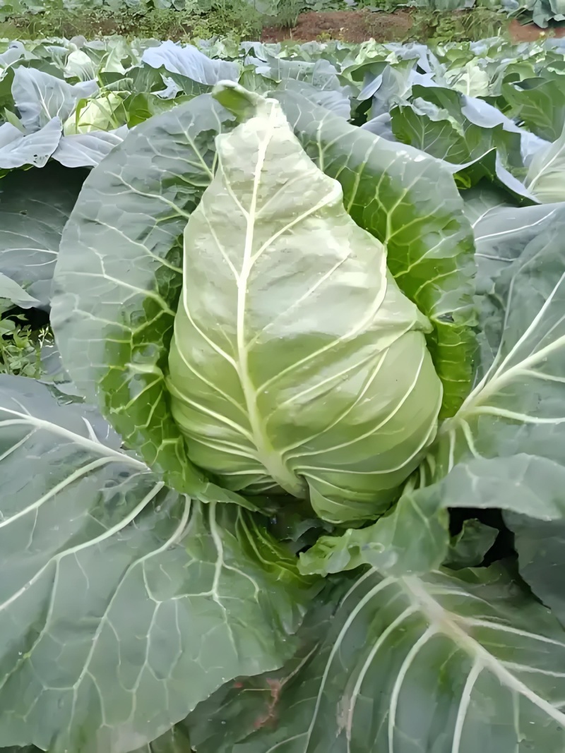 牛心包菜尖包菜牛心甘蓝可视频看货品质保证产地直发