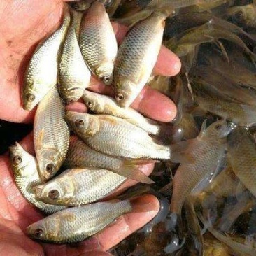 鲤鱼苗批发耐活淡水鱼货源充足周期快基地直供规格齐全
