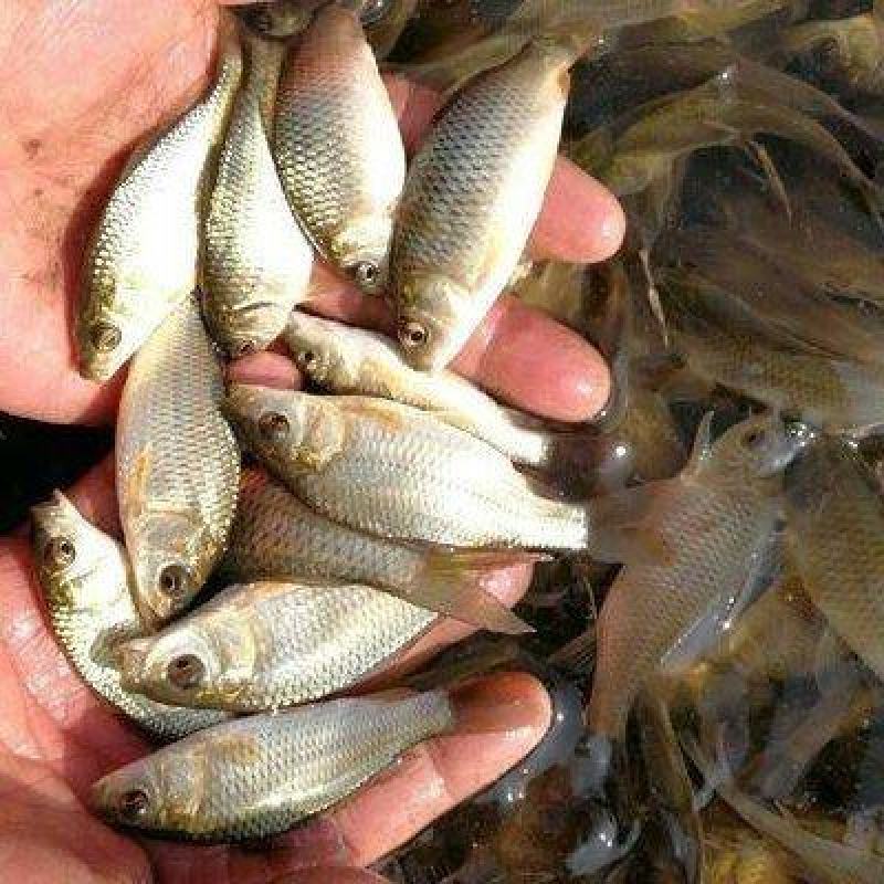 鲤鱼苗批发耐活淡水鱼货源充足周期快基地直供规格齐全