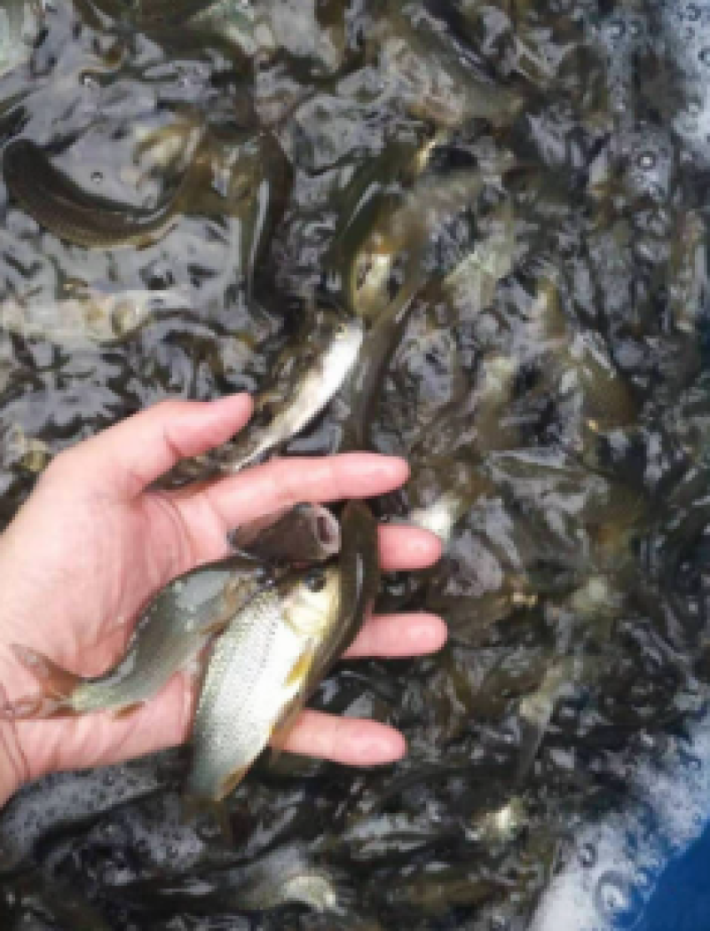 鲤鱼苗批发耐活淡水鱼货源充足周期快基地直供规格齐全