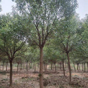 香樟树湖北江西基地发货根系发达成活率高精品樟树