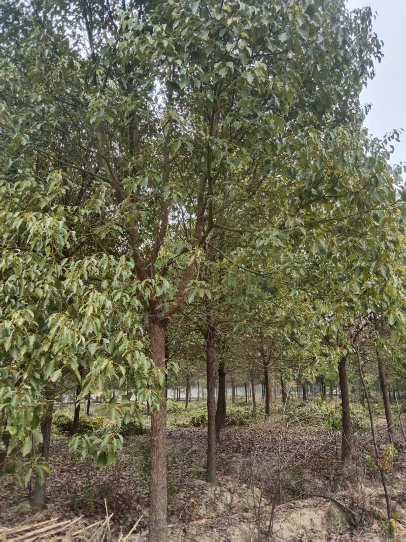 香樟树湖北江西基地发货根系发达成活率高精品樟树