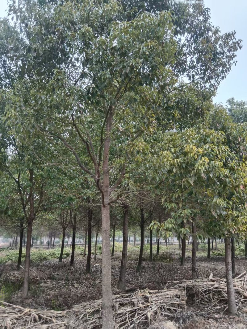 香樟树湖北江西基地发货根系发达成活率高精品樟树