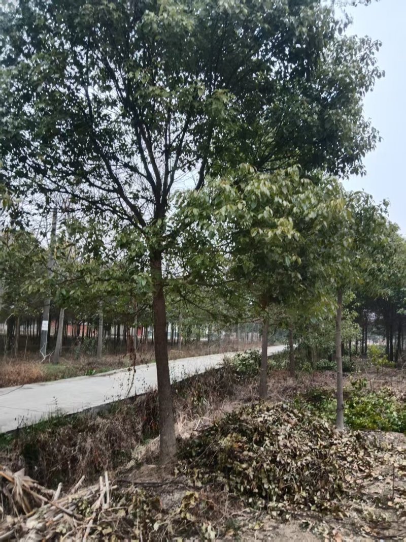 香樟树湖北江西基地发货根系发达成活率高精品樟树