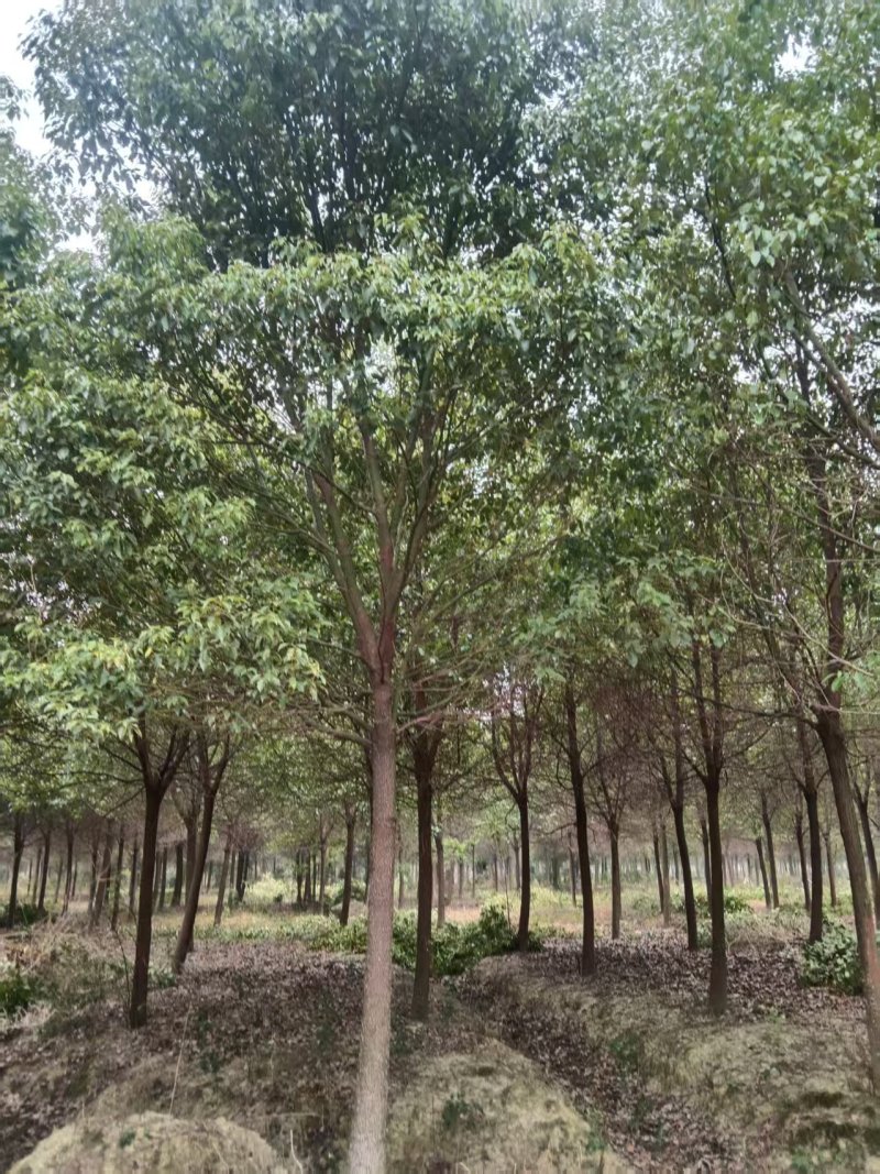 香樟树湖北江西基地发货根系发达成活率高精品樟树