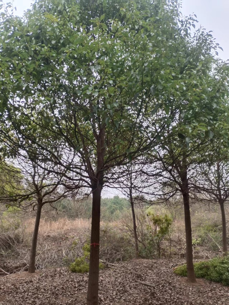 香樟树湖北江西基地发货根系发达成活率高精品樟树