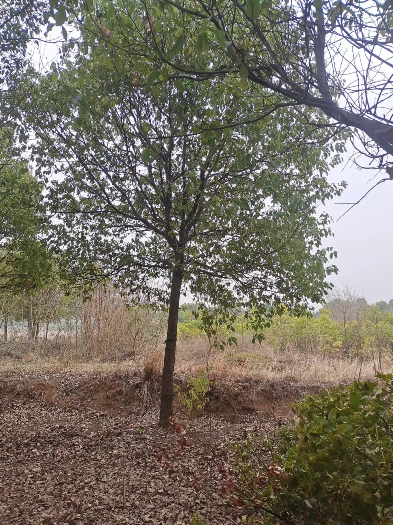 香樟树湖北江西基地发货根系发达成活率高精品樟树