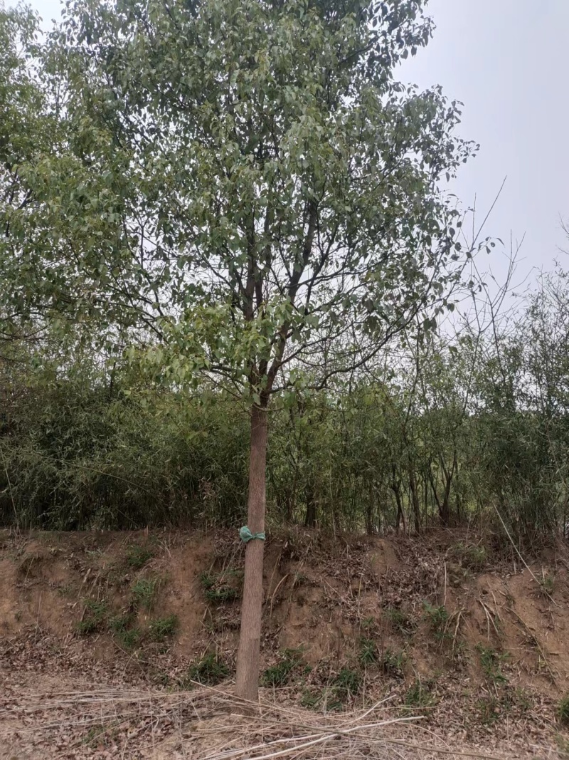 香樟树湖北江西基地发货根系发达成活率高精品樟树