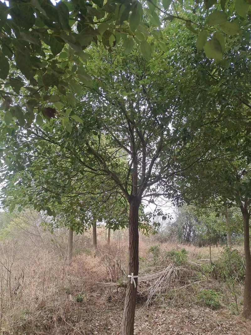 香樟树湖北江西基地发货根系发达成活率高精品樟树