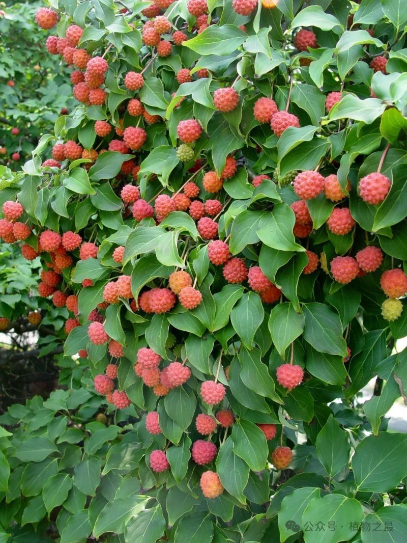 四照花苗子
