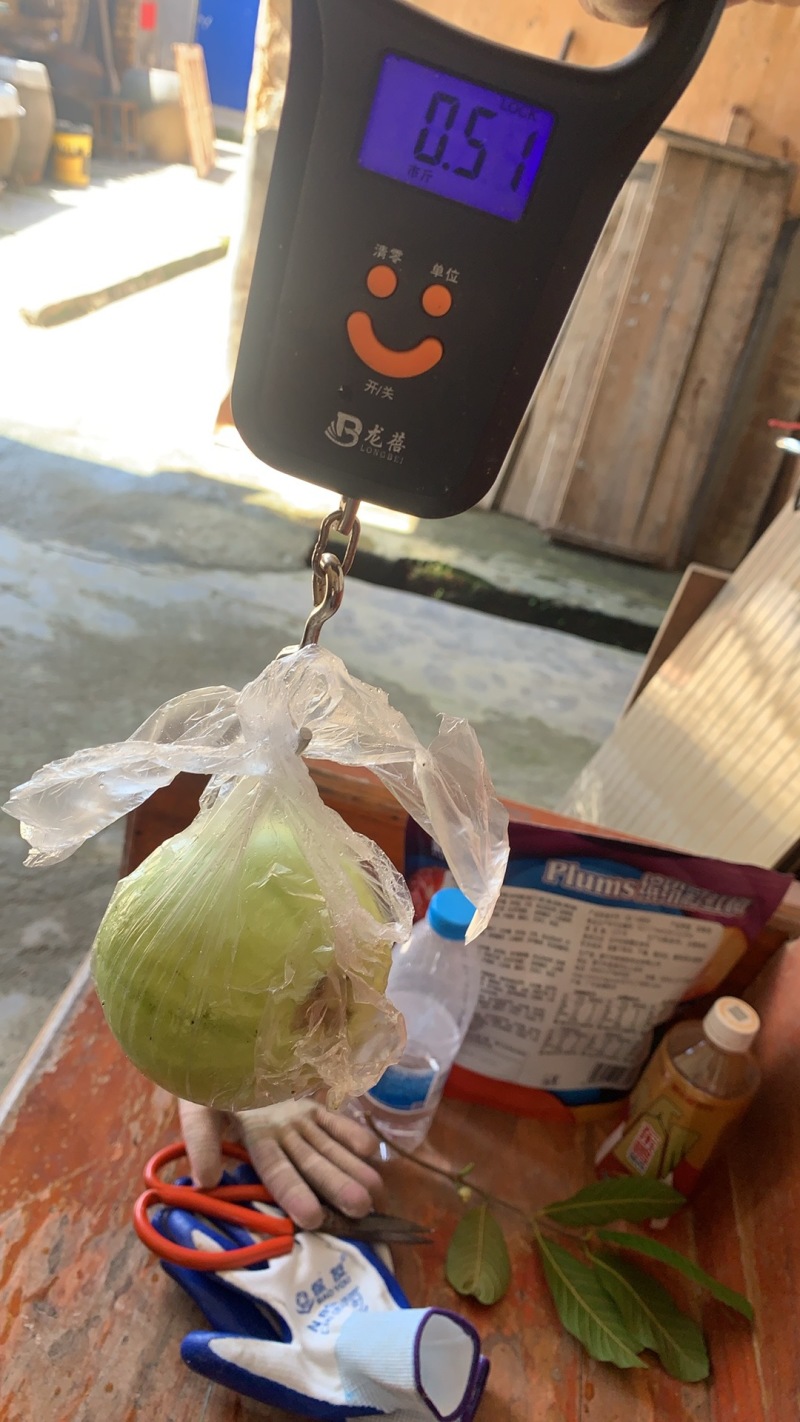 产地直销现摘现发