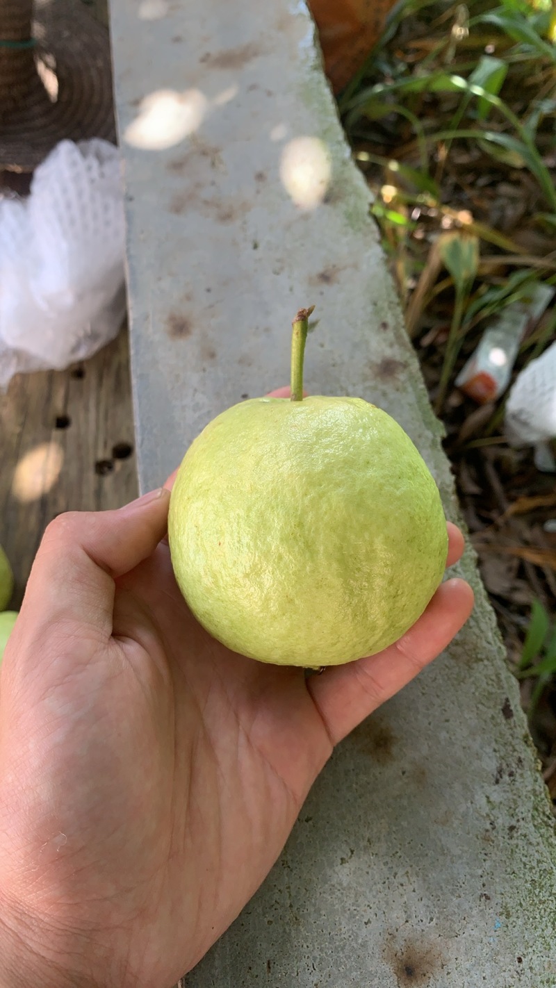 产地直销现摘现发