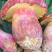 野生菌