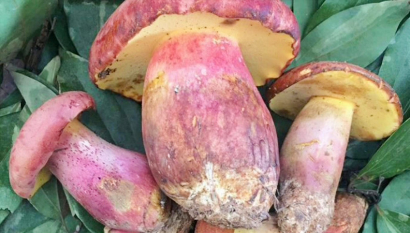 野生菌