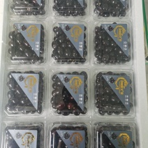 【品质保障】辽宁沙岗蛟龙果嘉宝果量大优惠对接全国批发