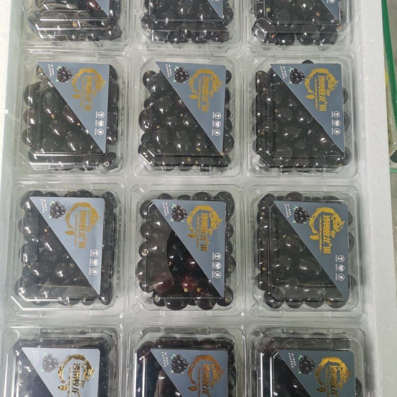 【品质保障】辽宁沙岗蛟龙果嘉宝果量大优惠对接全国批发