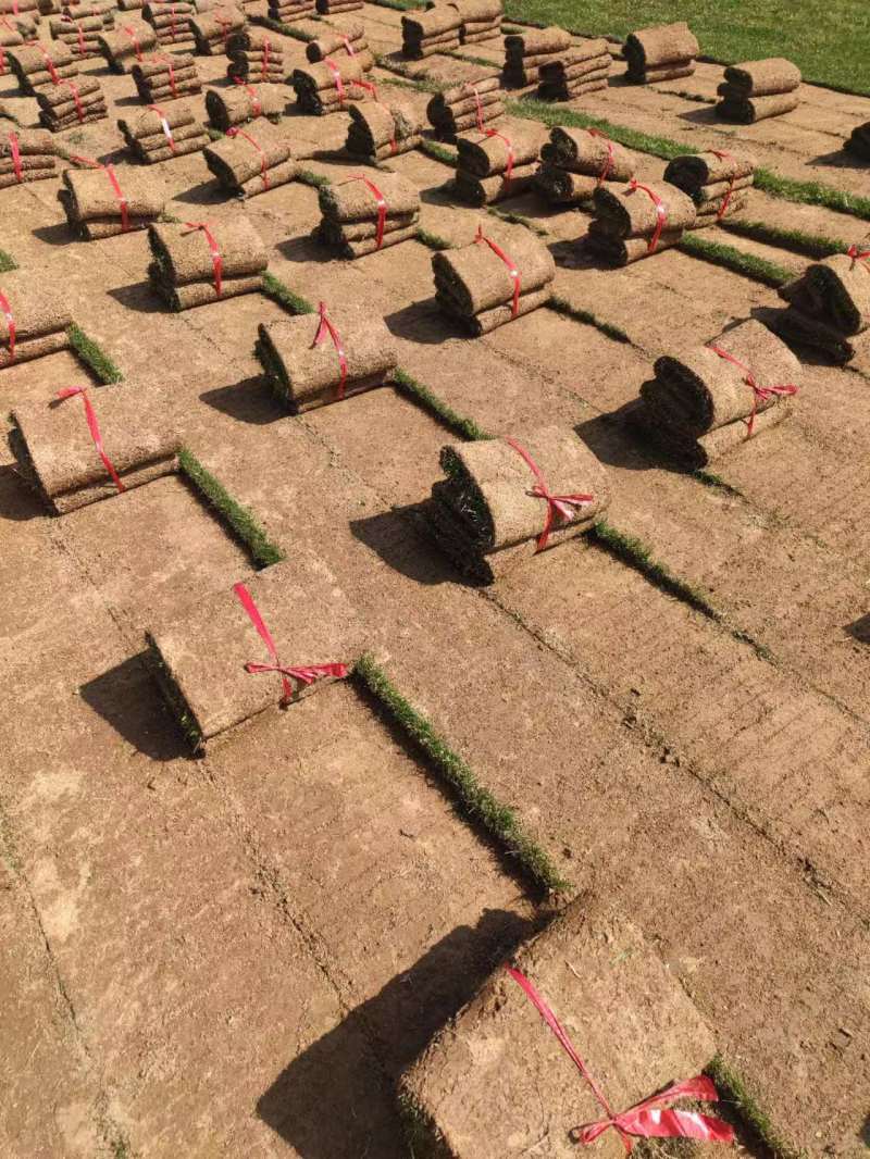 马尼拉混播，草坪草优质草皮产地直发，欢迎客商来电咨询