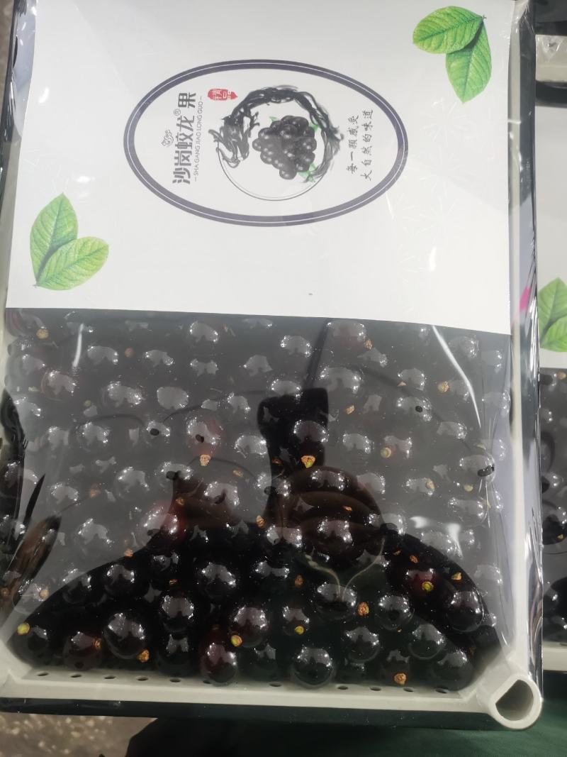 【品质保障】辽宁沙岗蛟龙果嘉宝果量大优惠对接全国批发