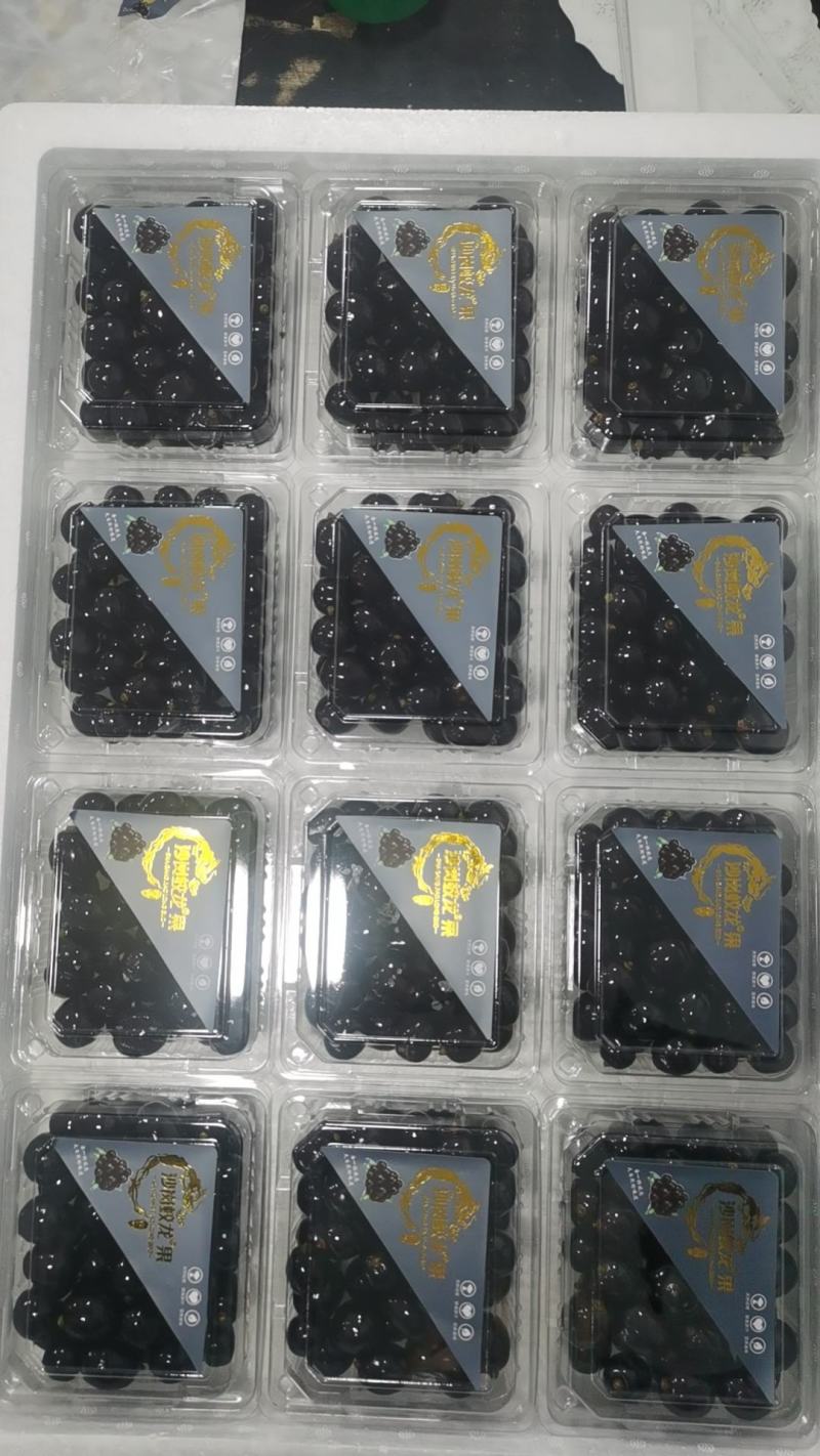 【品质保障】辽宁沙岗蛟龙果嘉宝果量大优惠对接全国批发
