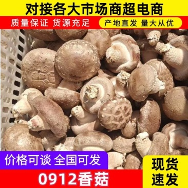 鲜香菇0912香菇一手货源大量有货可视频看货欢迎咨