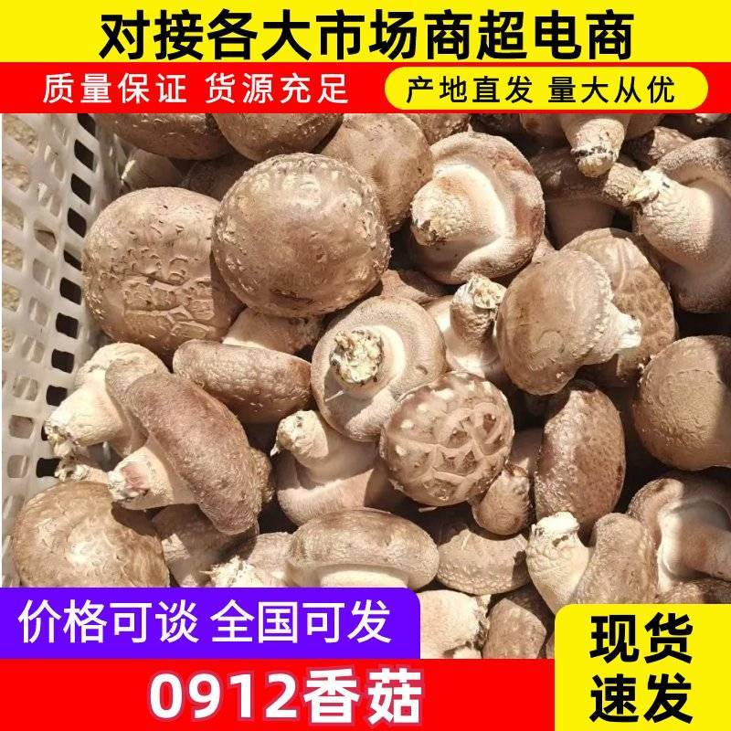 鲜香菇0912香菇一手货源大量有货可视频看货欢迎咨