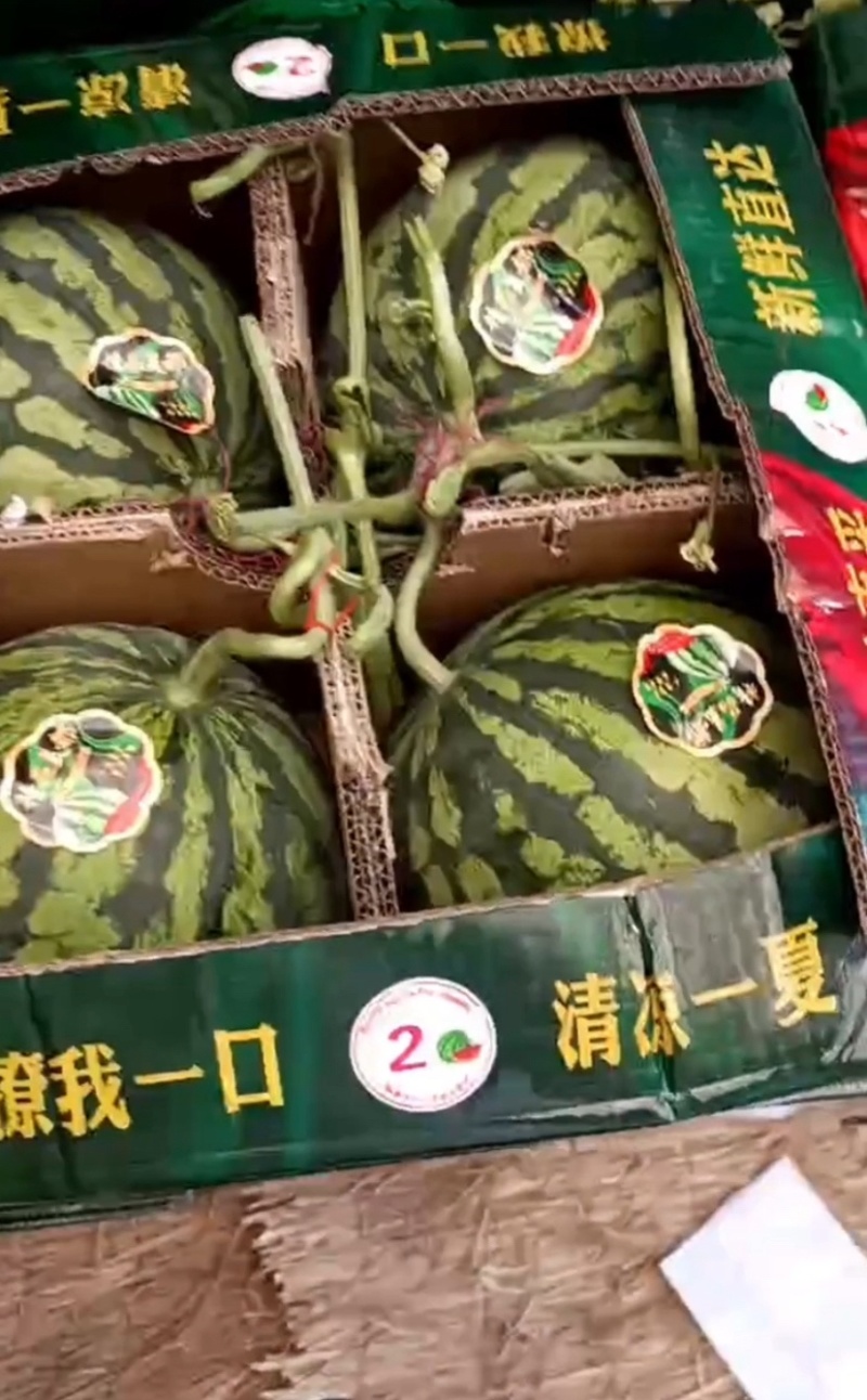 无籽美都西瓜大量上市产地一手货源欢迎来电选购