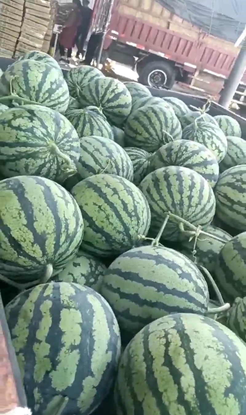 无籽美都西瓜大量上市产地一手货源欢迎来电选购