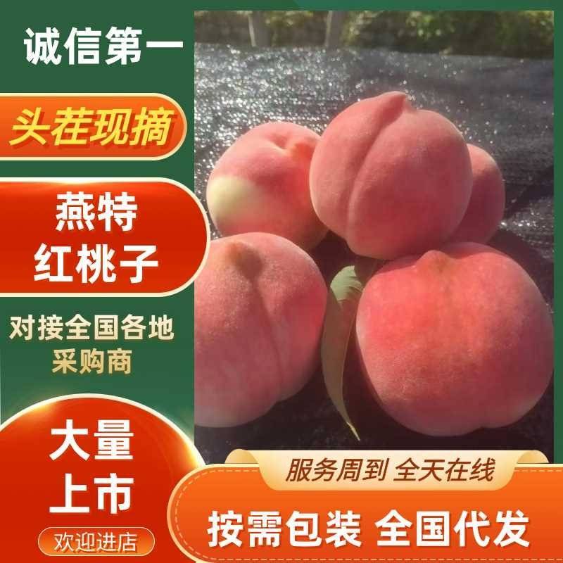 燕特红桃子清脆可口香甜红桃大量有货可视频看货欢迎咨询