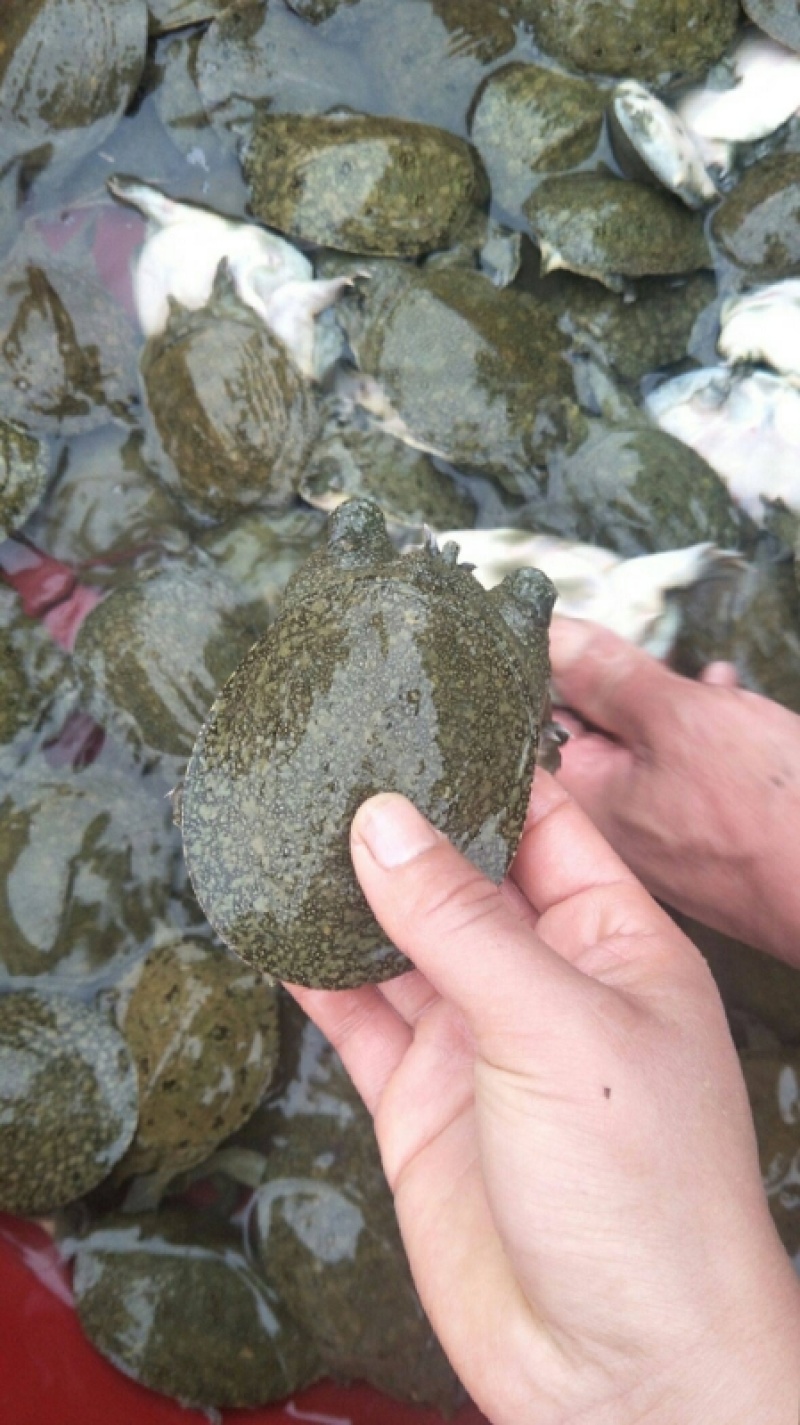 优质甲鱼苗小甲鱼冷水养殖活体甲鱼规格多成活高欢迎咨询