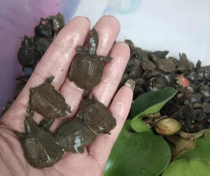 优质甲鱼苗小甲鱼冷水养殖活体甲鱼规格多成活高欢迎咨询
