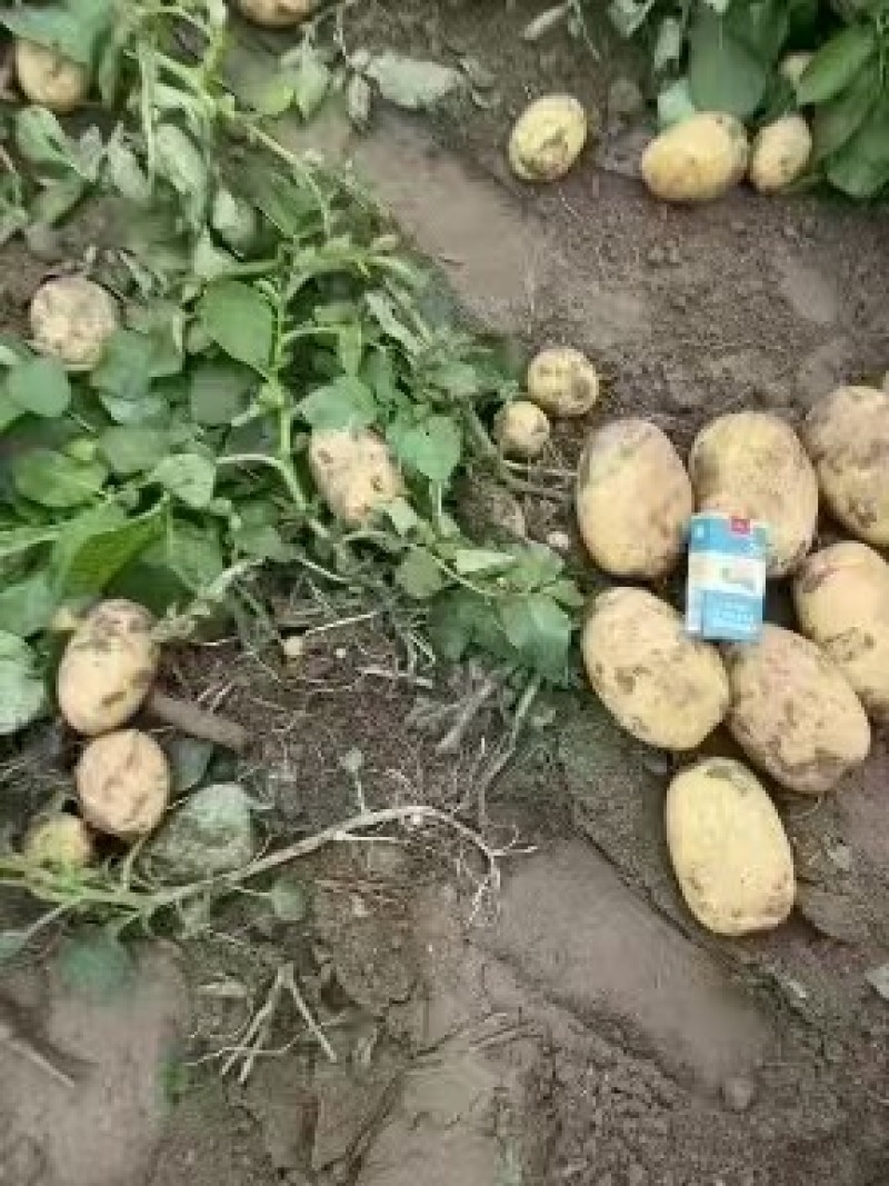 沃土5号土豆鲜货大量上市品质保障诚信